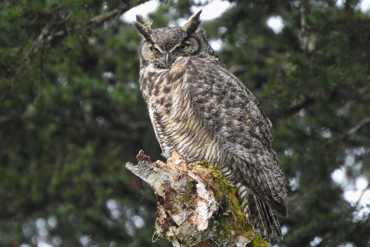 Great Horned Owl - ML566878741