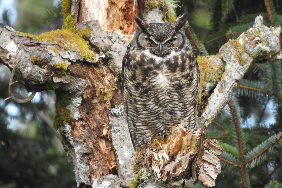 Great Horned Owl - ML566878761