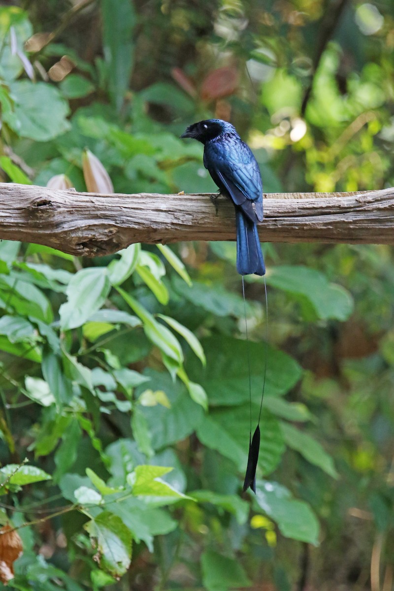 Lesser Racket-tailed Drongo - ML566878891