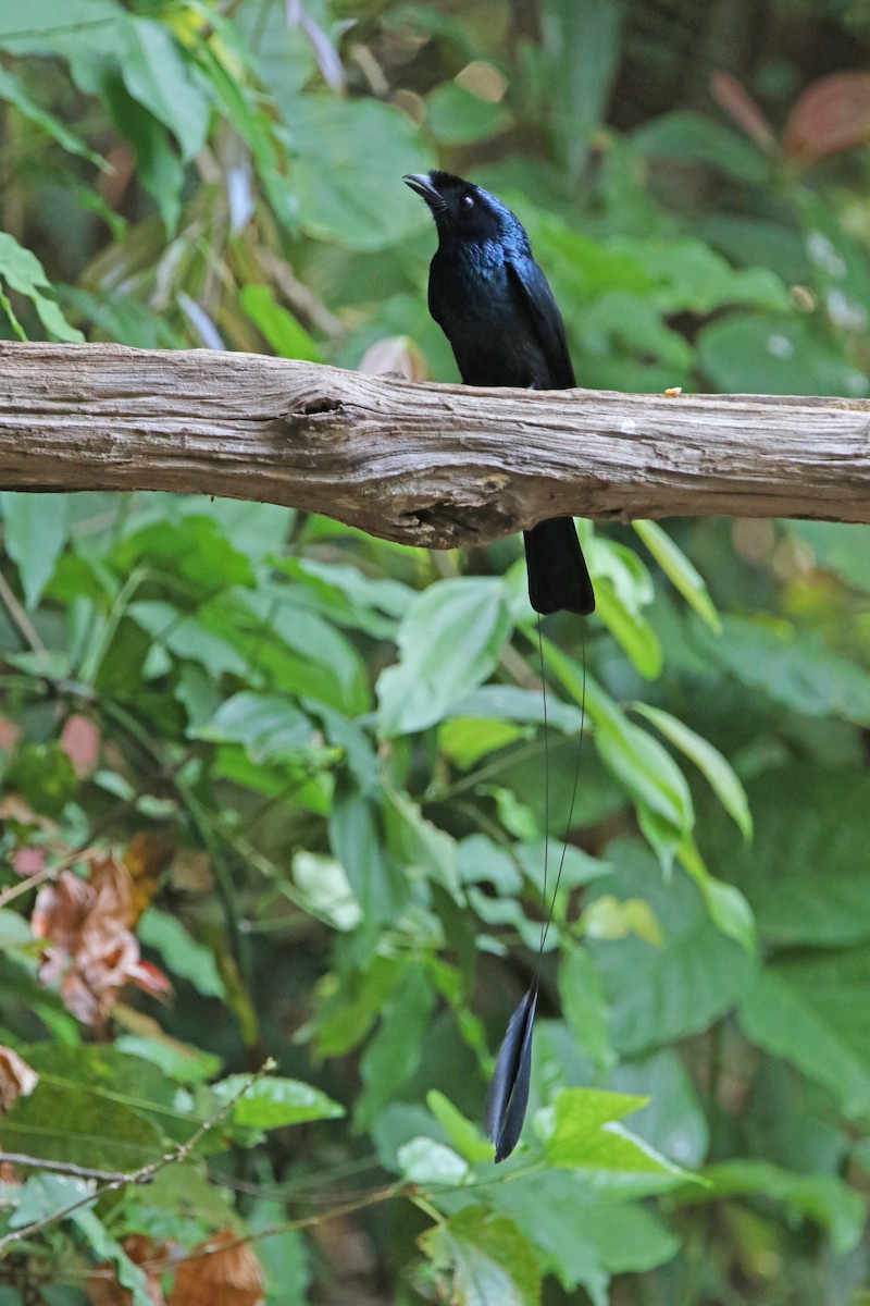 Lesser Racket-tailed Drongo - ML566878901