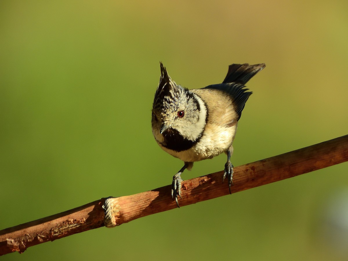 Crested Tit - ML566882111