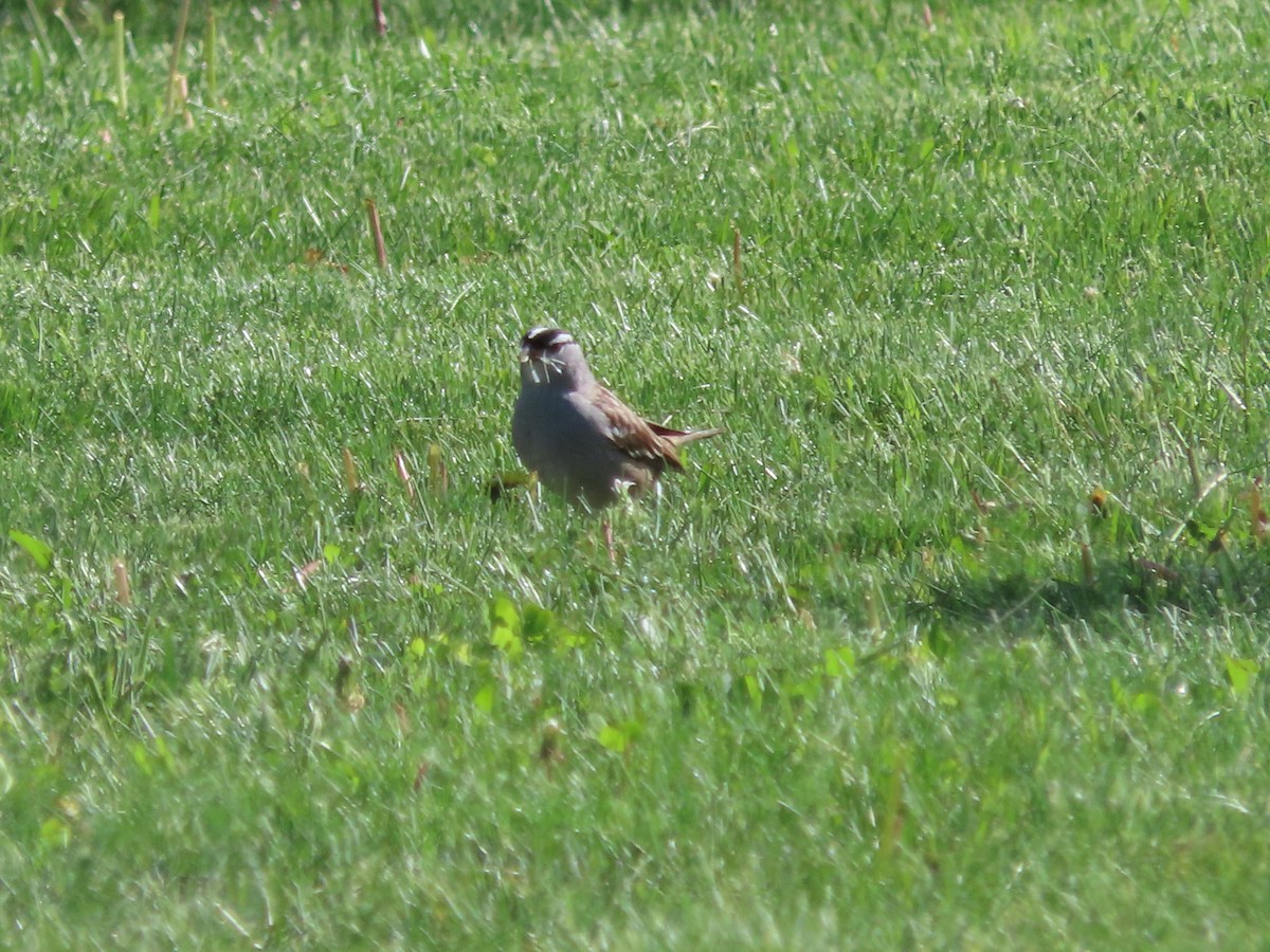 White-crowned Sparrow - Dorothy Bedford