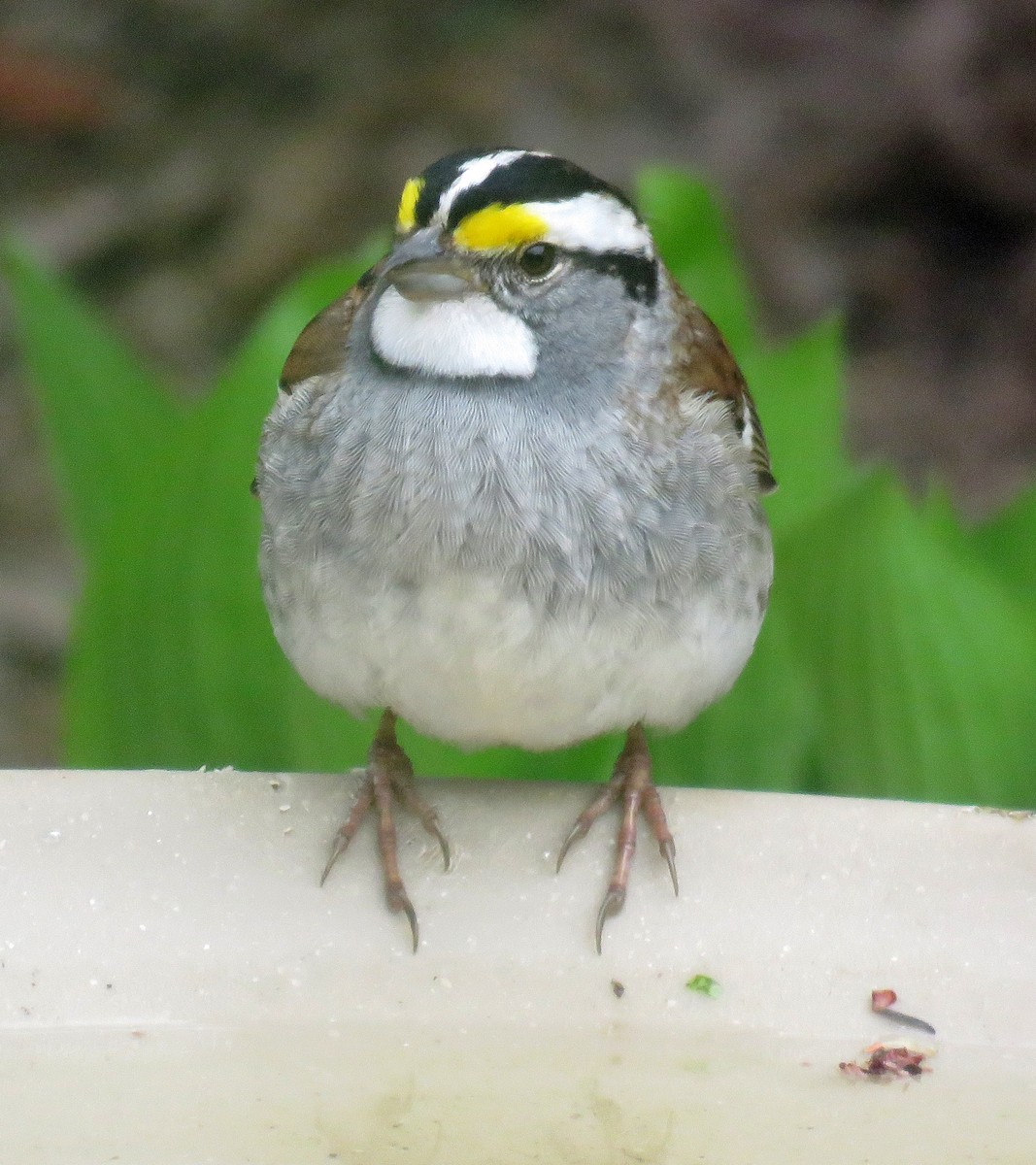 White-throated Sparrow - Helen Penna