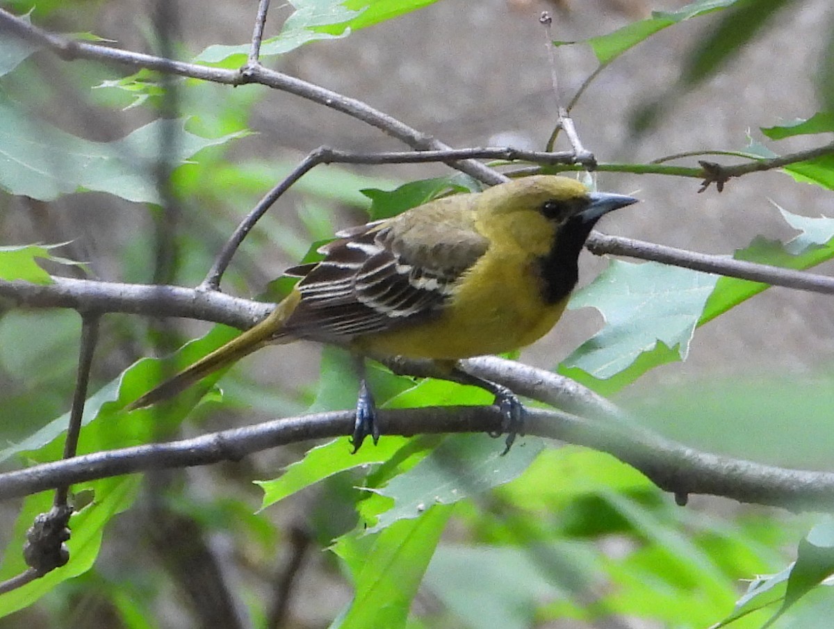 Orchard Oriole - ML566886831
