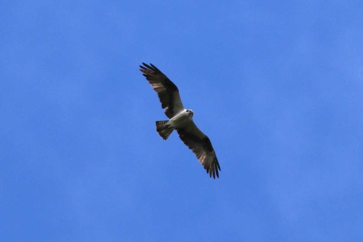 eBird Checklist 4 May 2023 Hibernia County Park 53 species
