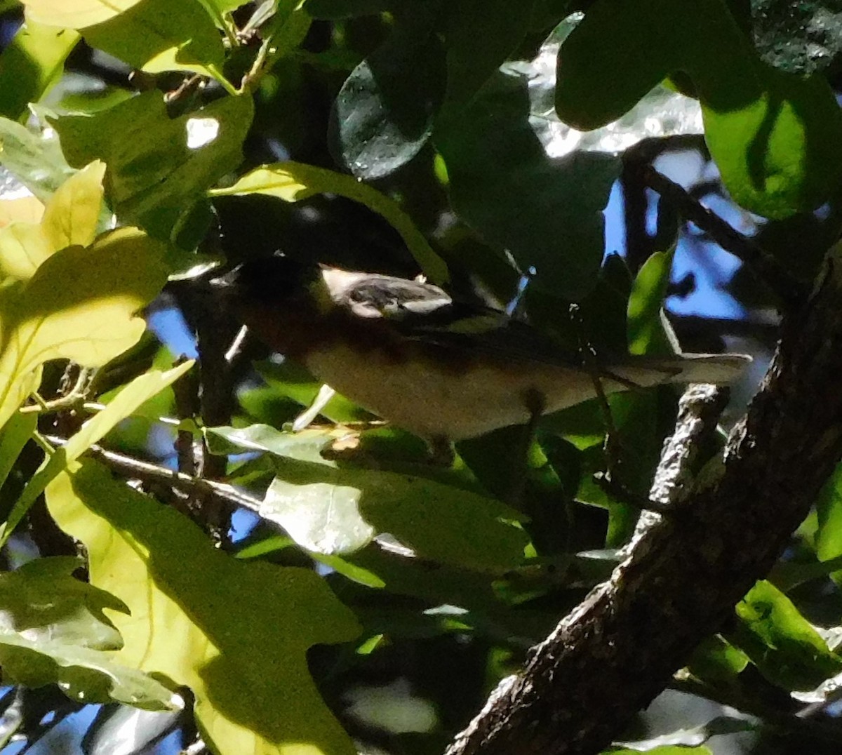 Bay-breasted Warbler - ML566888781