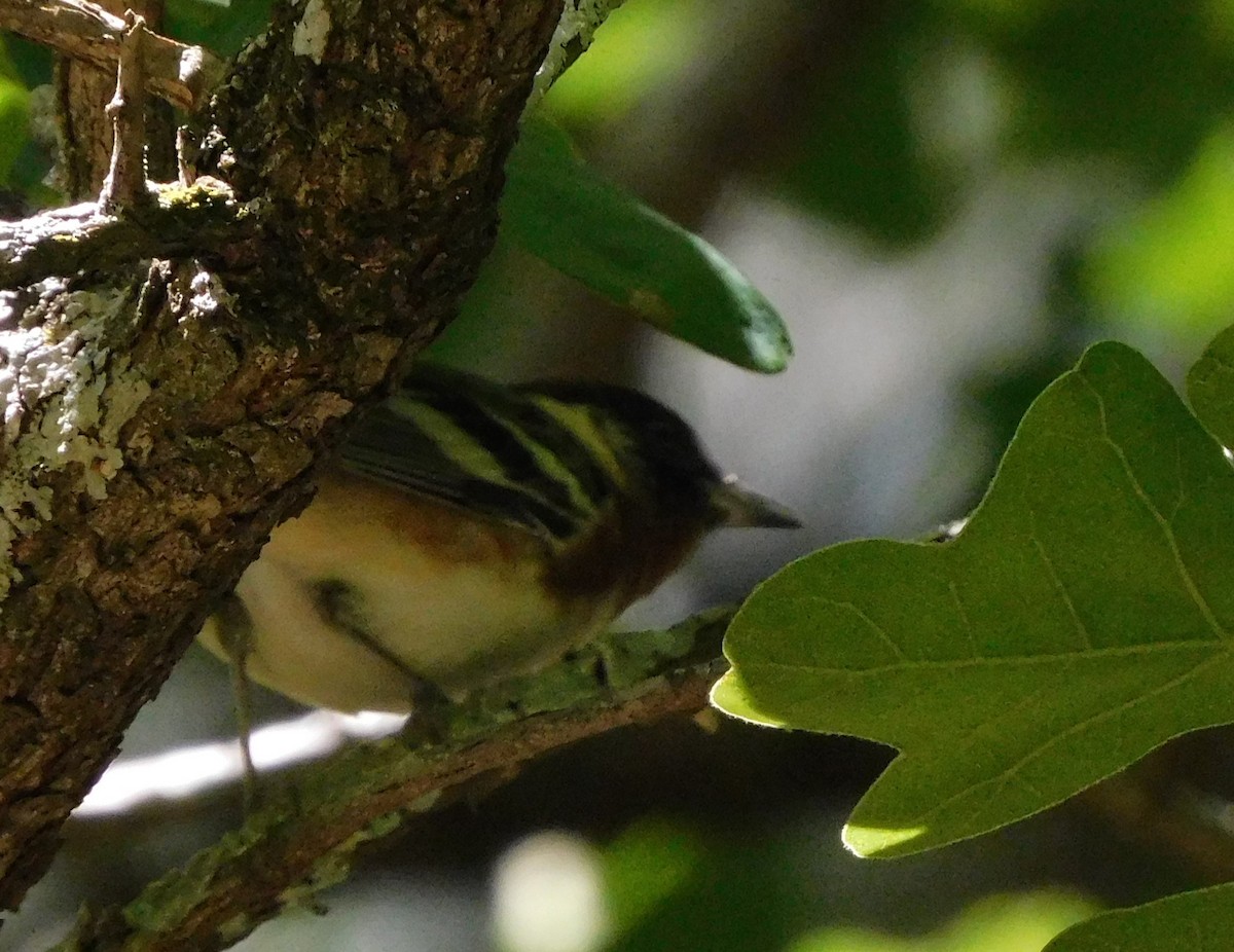 Bay-breasted Warbler - ML566888791