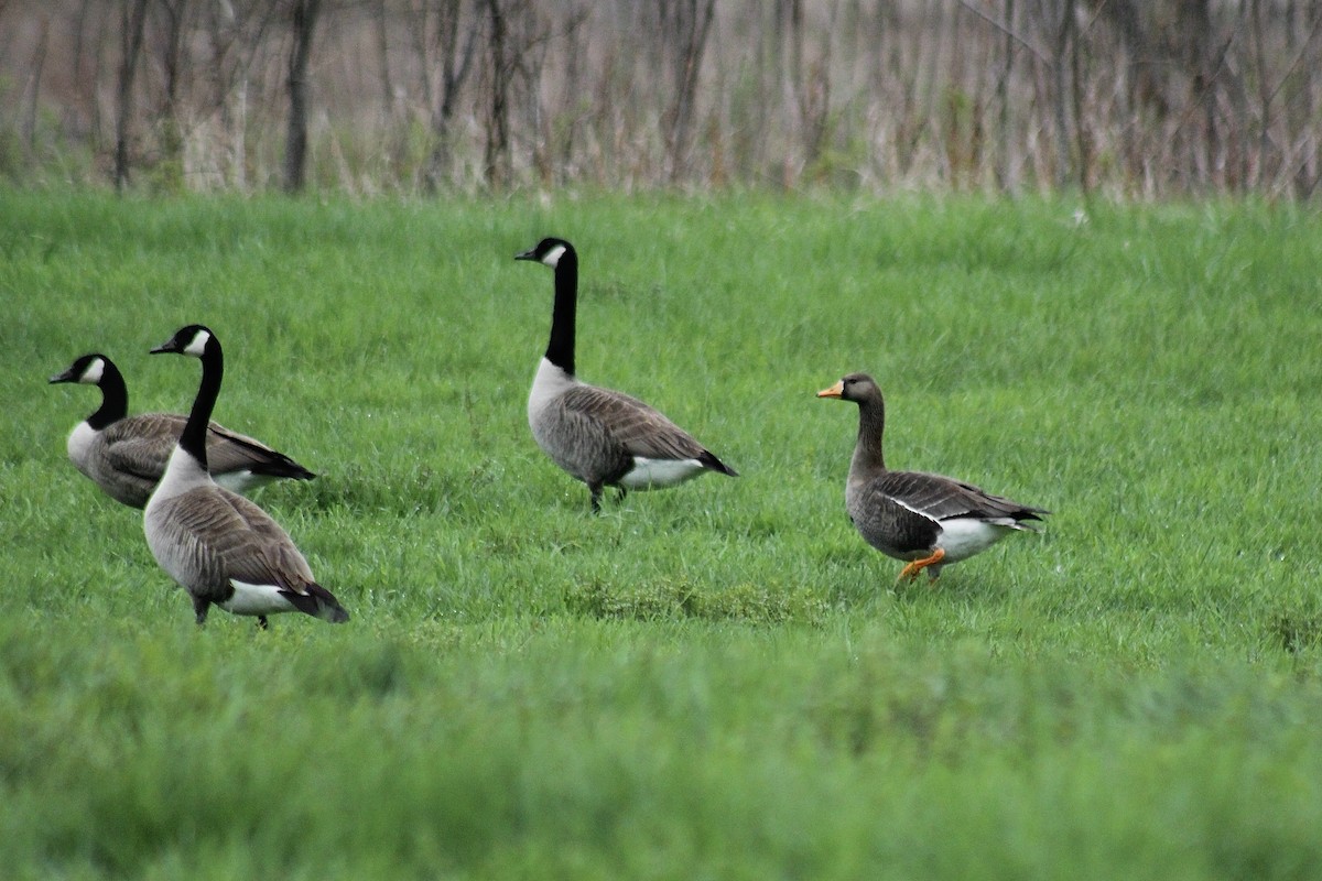 eBird Checklist 4 May 2023 Goose Fields off Route 5 8 species