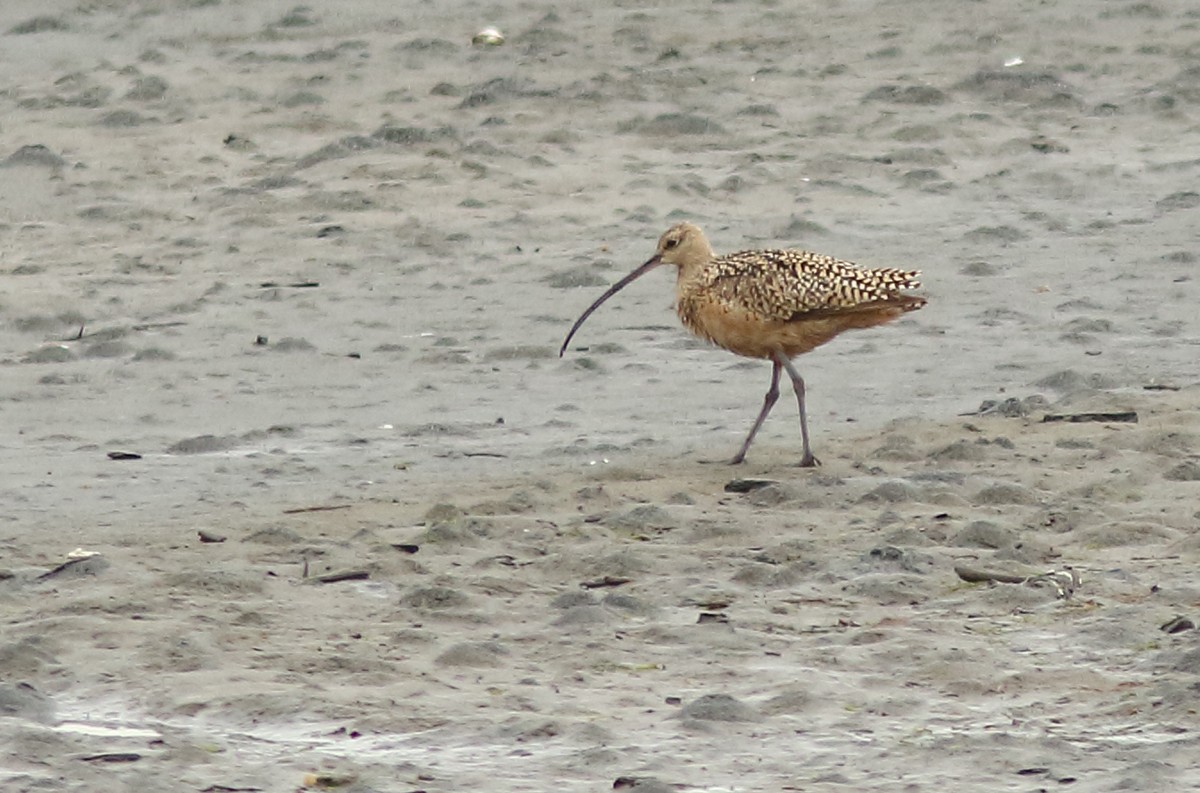 Long-billed Curlew - Philip Dickinson