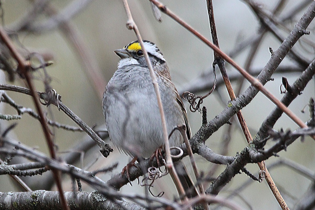 White-throated Sparrow - ML566894061