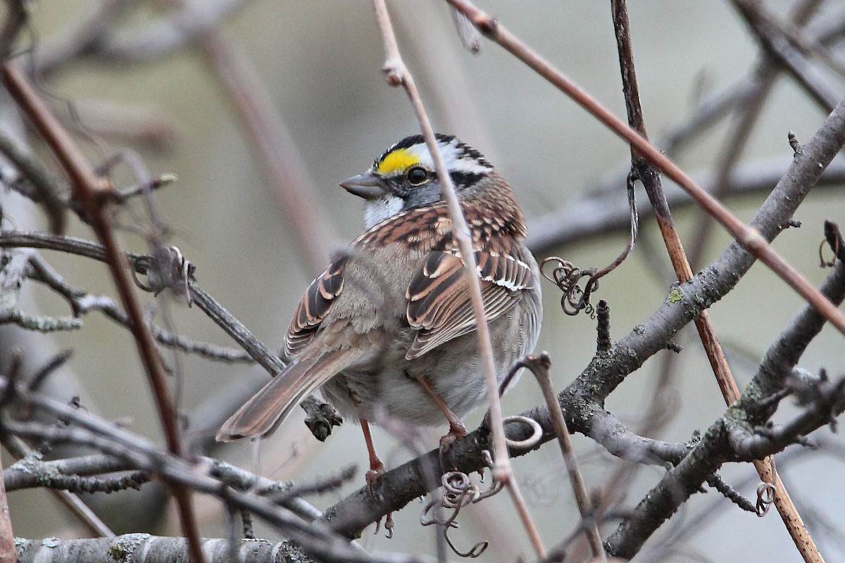 White-throated Sparrow - ML566894071