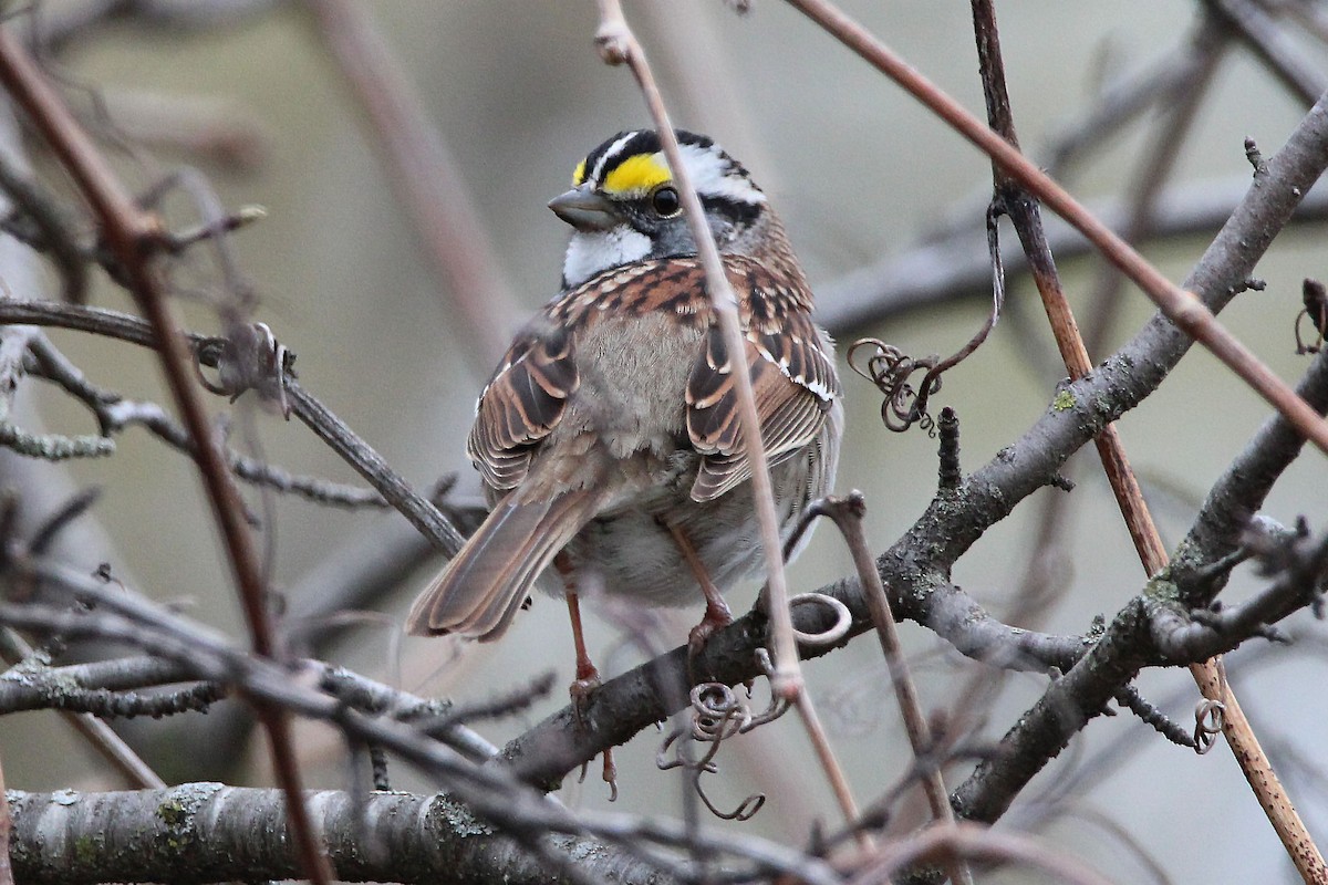 White-throated Sparrow - ML566894081