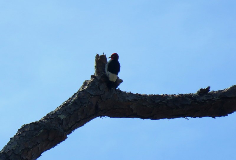 Red-headed Woodpecker - Diane Reed