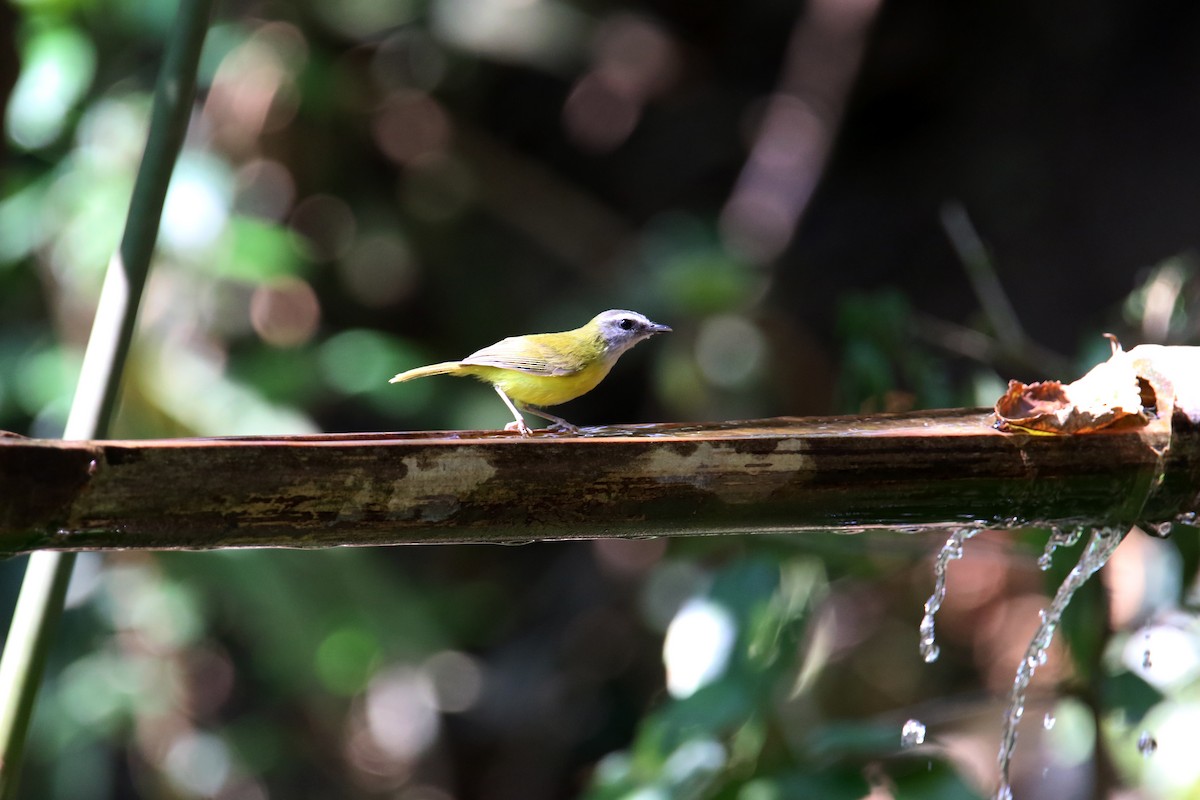 Yellow-bellied Warbler - ML566900601