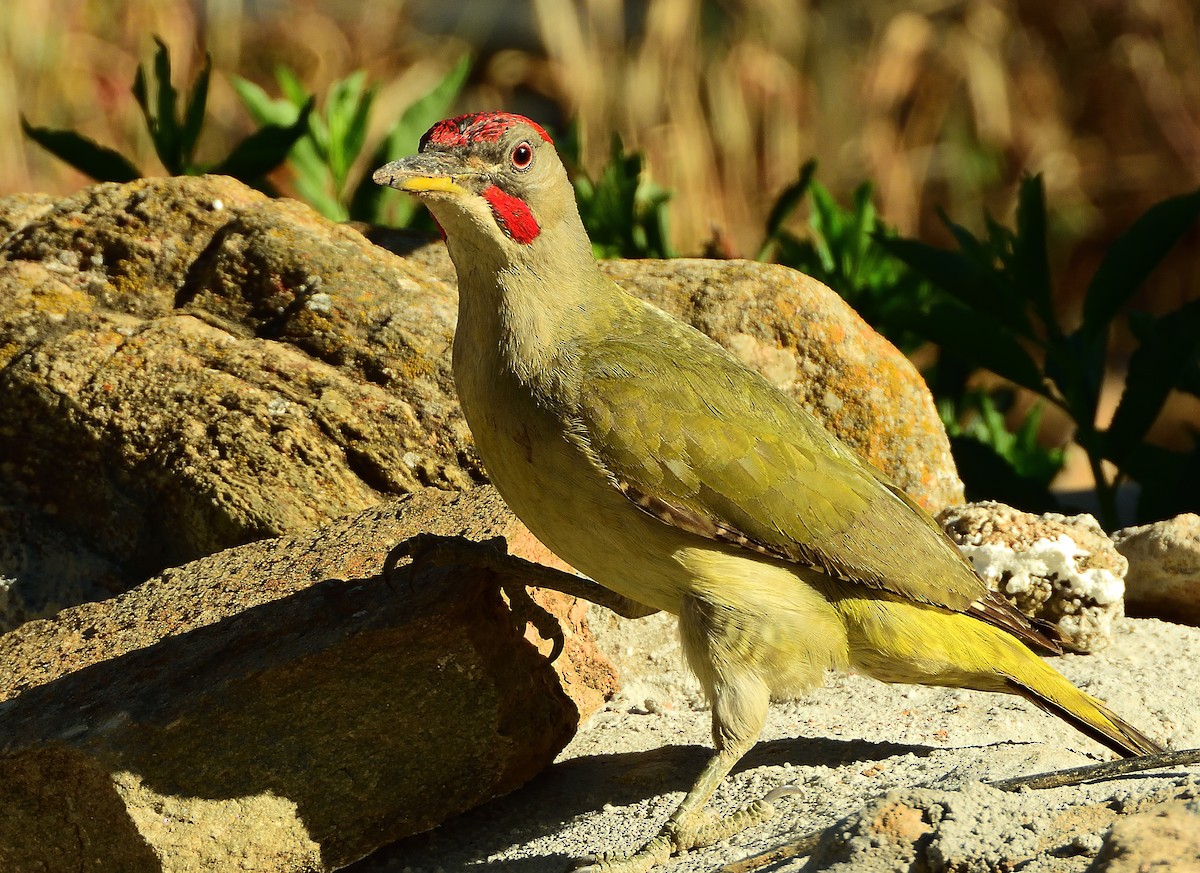 Iberian Green Woodpecker - ML566900661