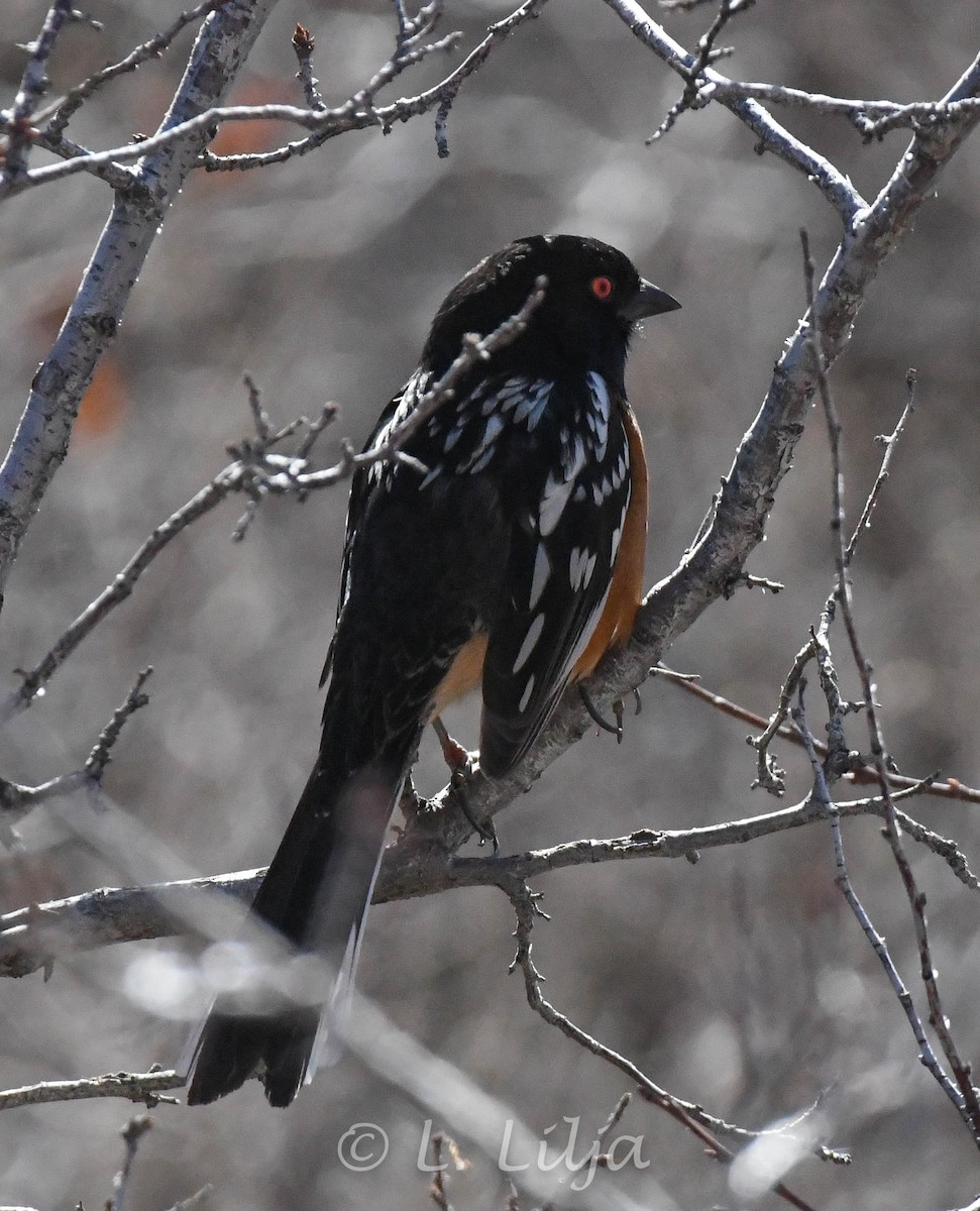 Spotted Towhee - ML566900891