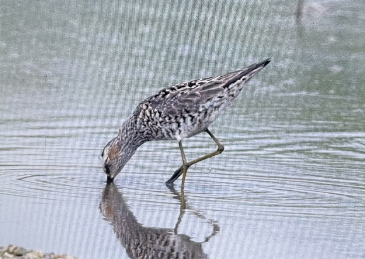 EBird Checklist 4 May 2023 High Island Marsh Near Oilfield Rd 23 Species