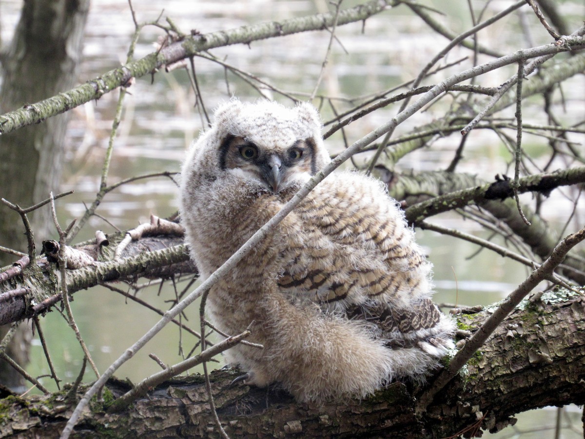 Great Horned Owl - Finn Etter