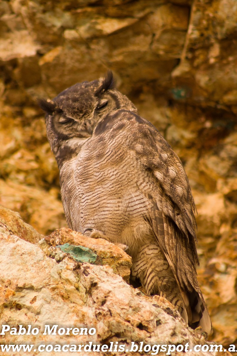 Lesser Horned Owl - Pablo Moreno