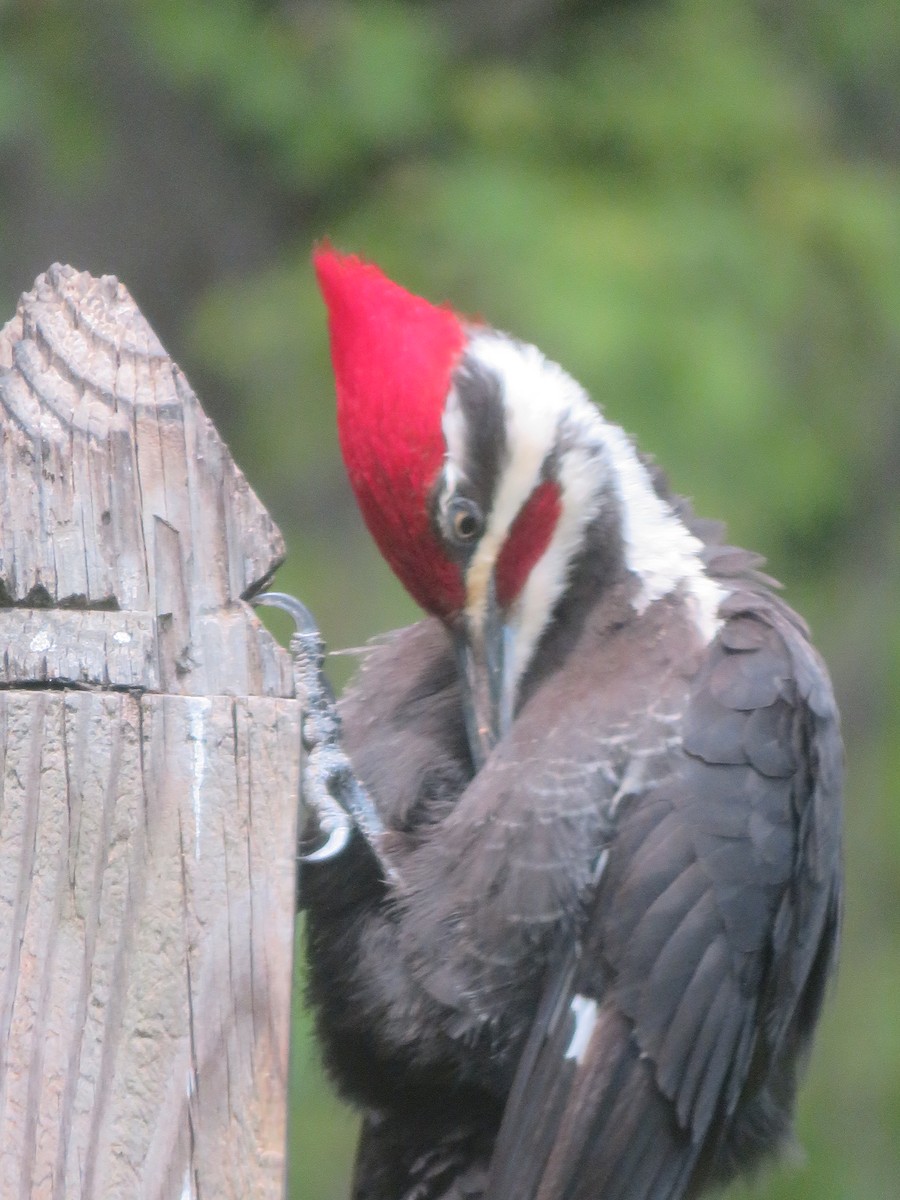 Pileated Woodpecker - James Speicher
