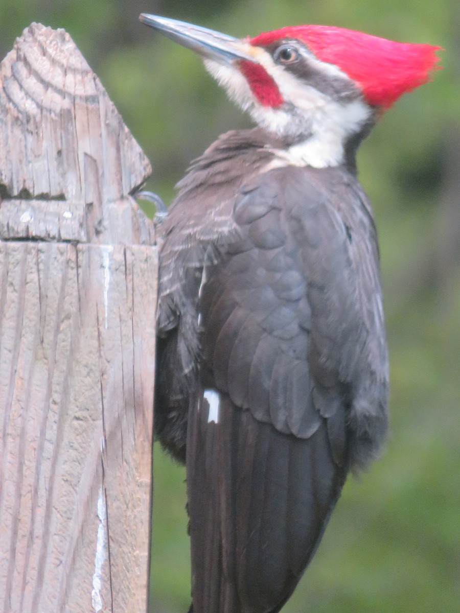 Pileated Woodpecker - ML566906741