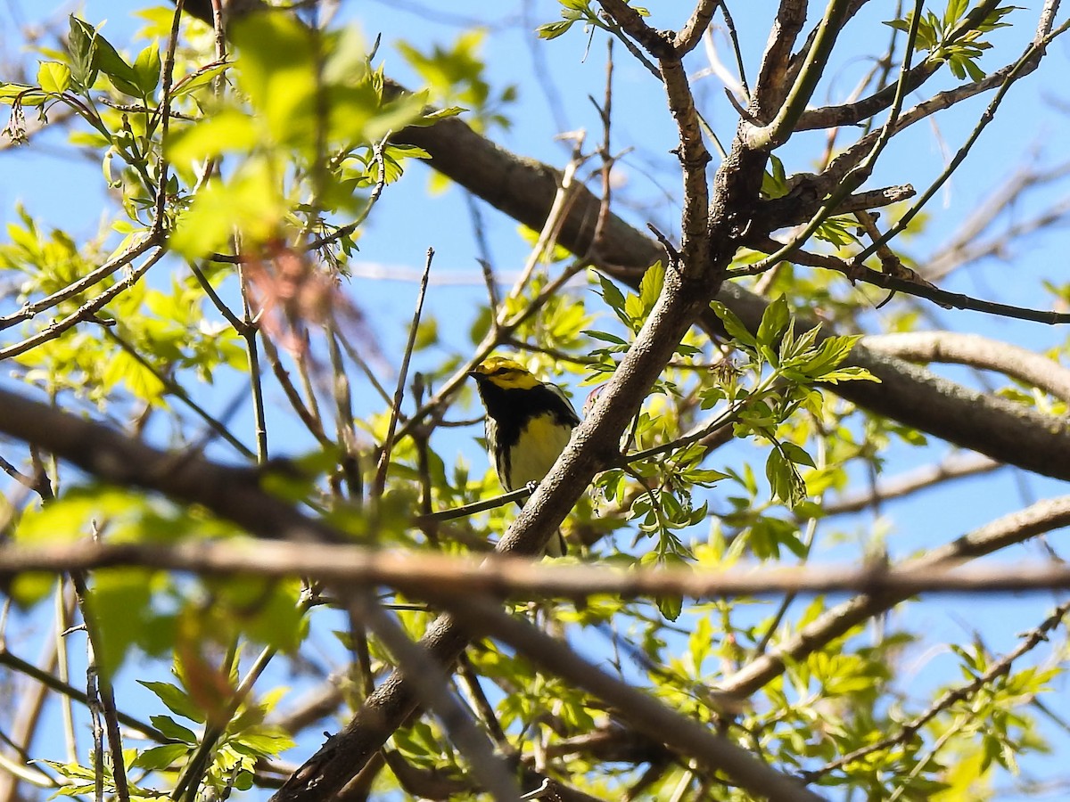 Black-throated Green Warbler - Rob Buchanan