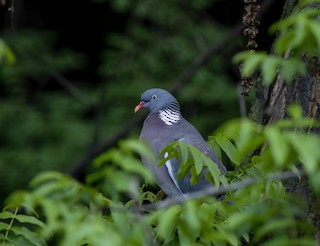 Common Wood-Pigeon, ML566913171