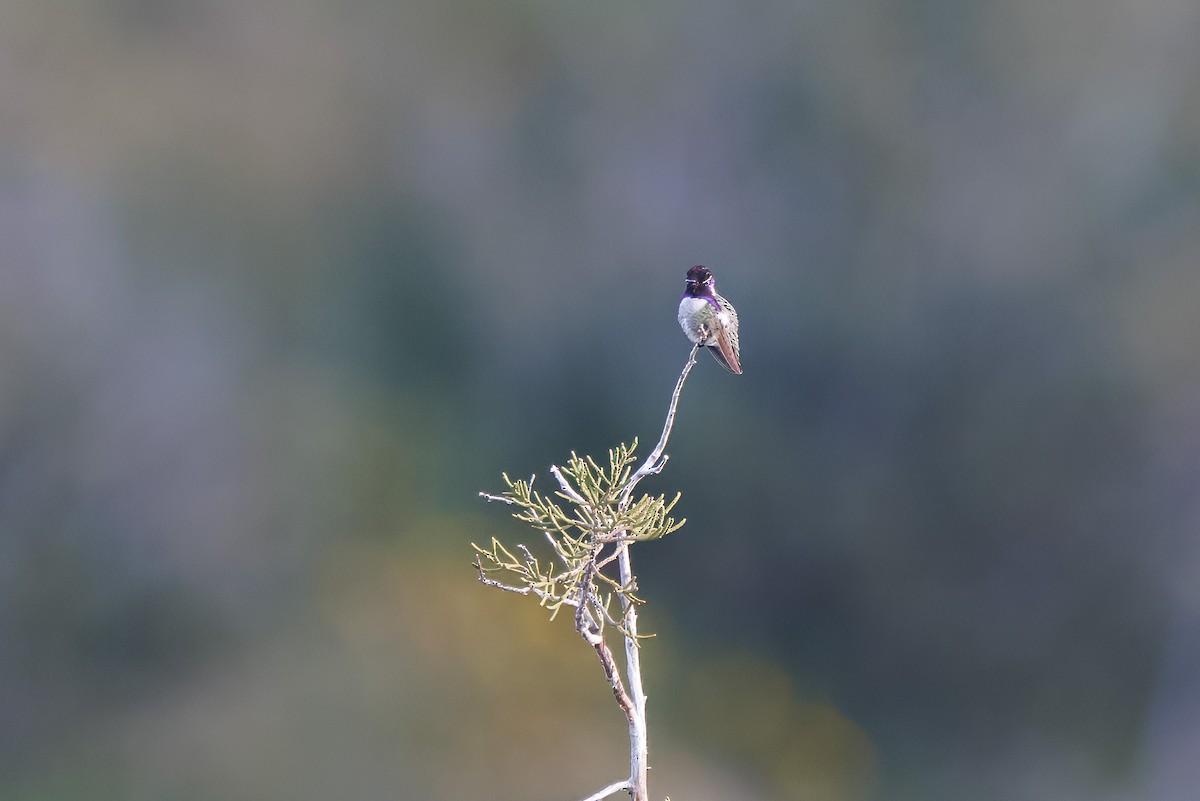 Costa's Hummingbird - John Callender