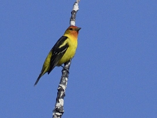 Western Tanager - ML566916871