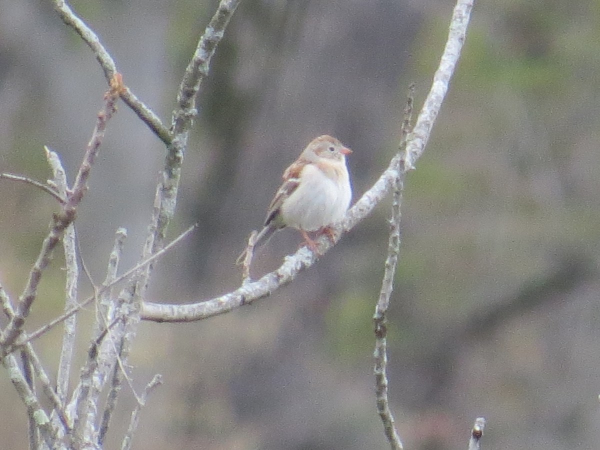 Field Sparrow - ML566920911