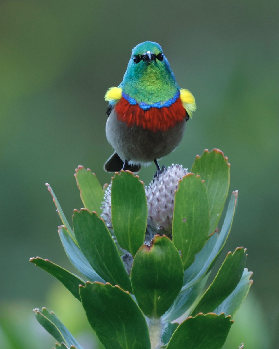Southern Double-collared Sunbird - ML566925641