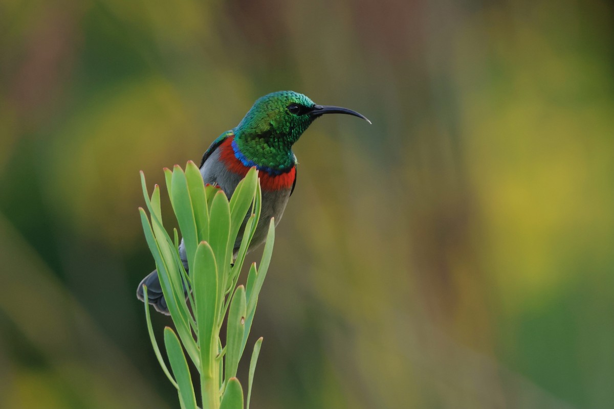 Southern Double-collared Sunbird - ML566925651