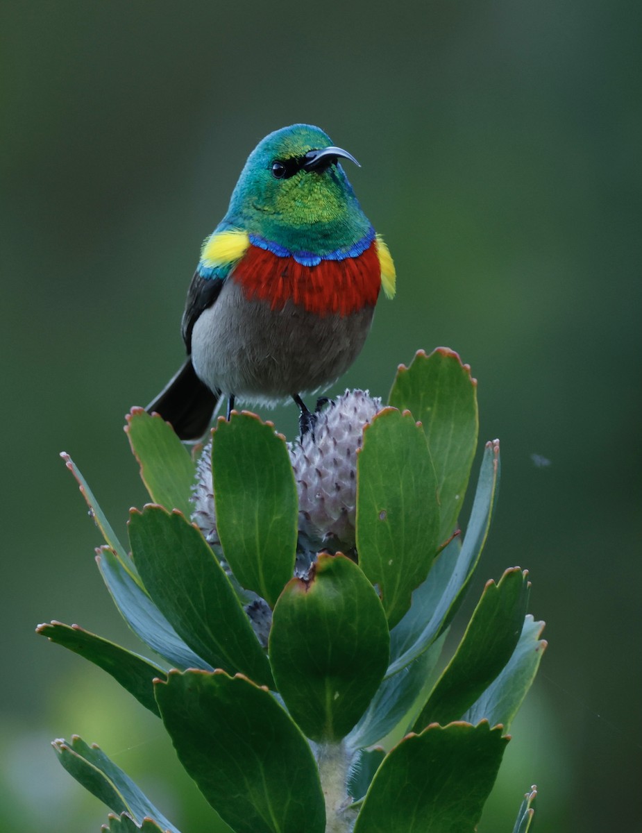 Southern Double-collared Sunbird - ML566925691