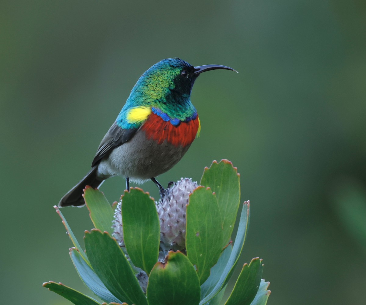 Southern Double-collared Sunbird - ML566925731