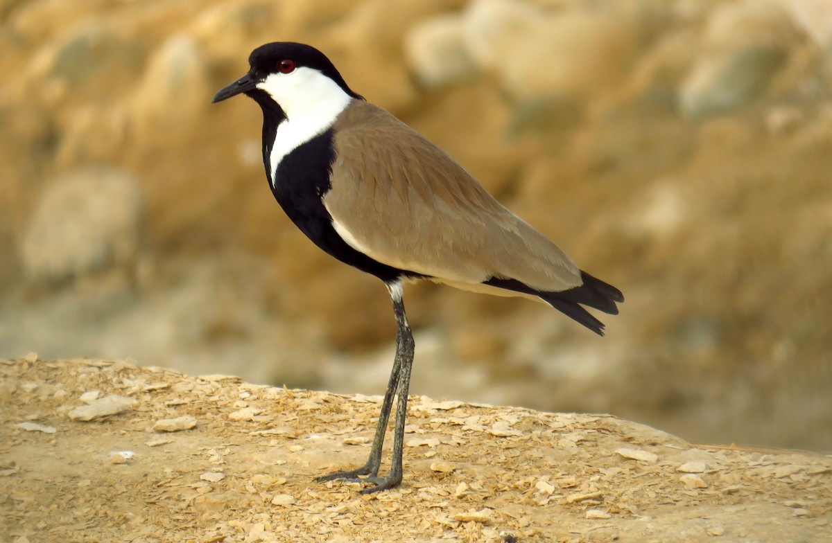 Spur-winged Lapwing - ML56692881