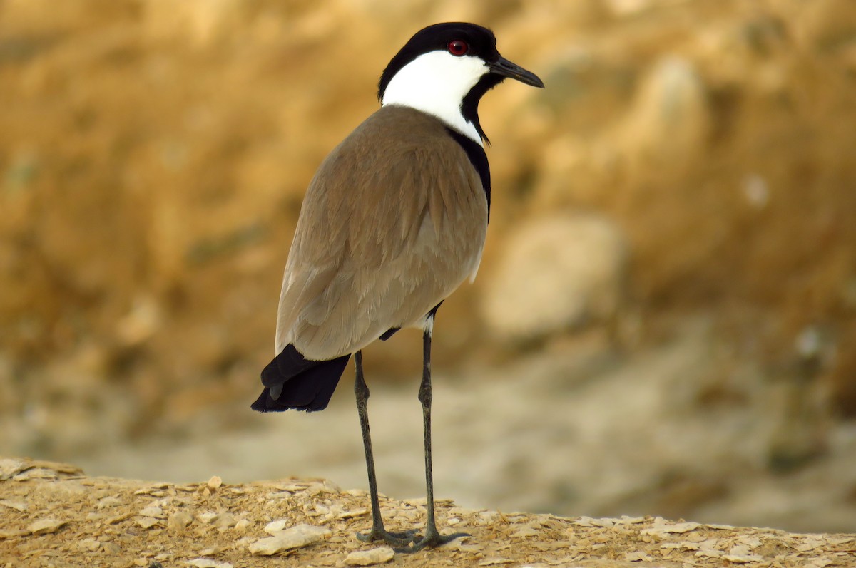 Spur-winged Lapwing - ML56692921