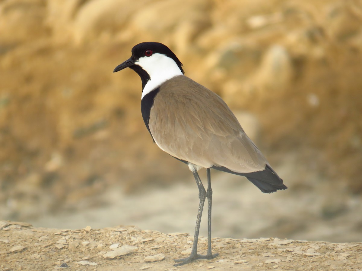 Spur-winged Lapwing - ML56692941