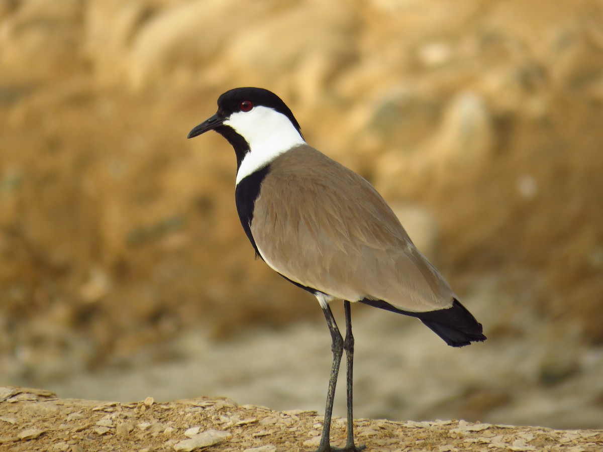Spur-winged Lapwing - ML56692951