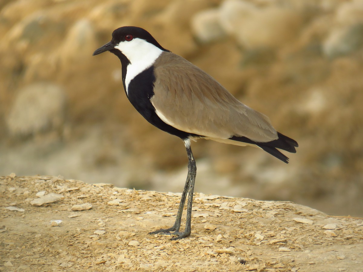 Spur-winged Lapwing - ML56693011