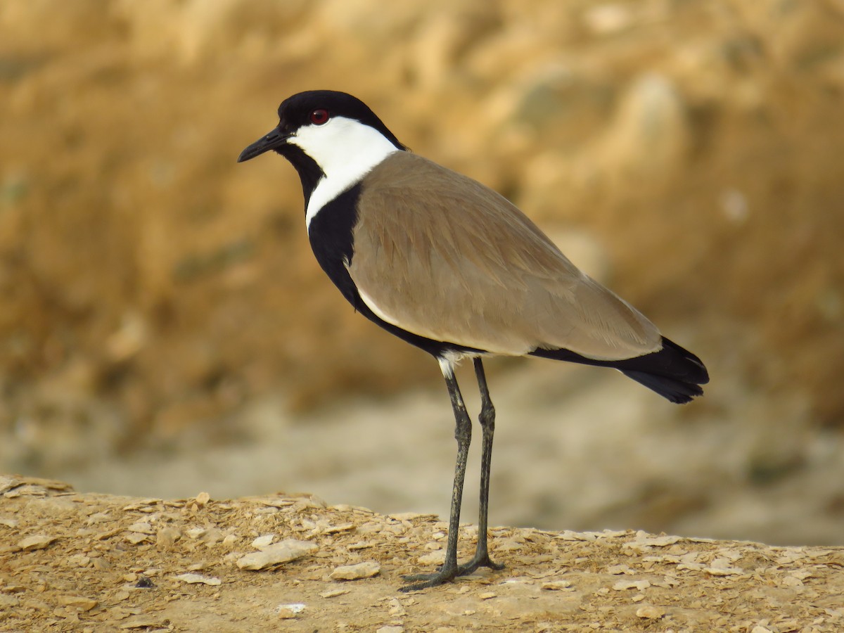 Spur-winged Lapwing - ML56693021