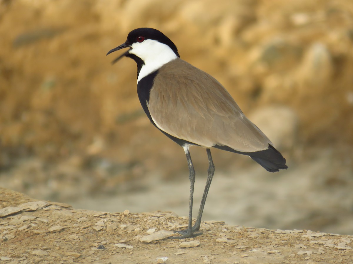 Spur-winged Lapwing - ML56693031