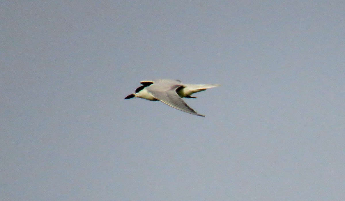Gull-billed Tern - Miguel  Berkemeier