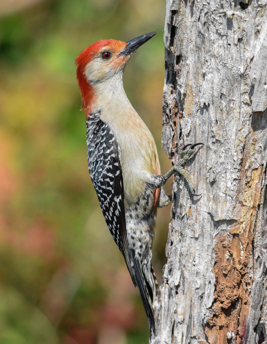 Red-bellied Woodpecker - Ronan Pangie