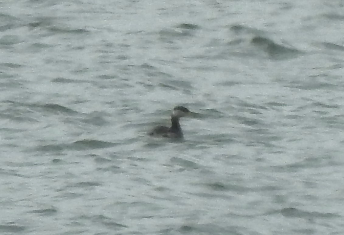 Red-necked Grebe - ML566938481
