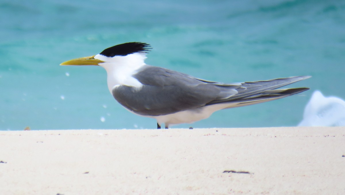 Great Crested Tern - ML56693931