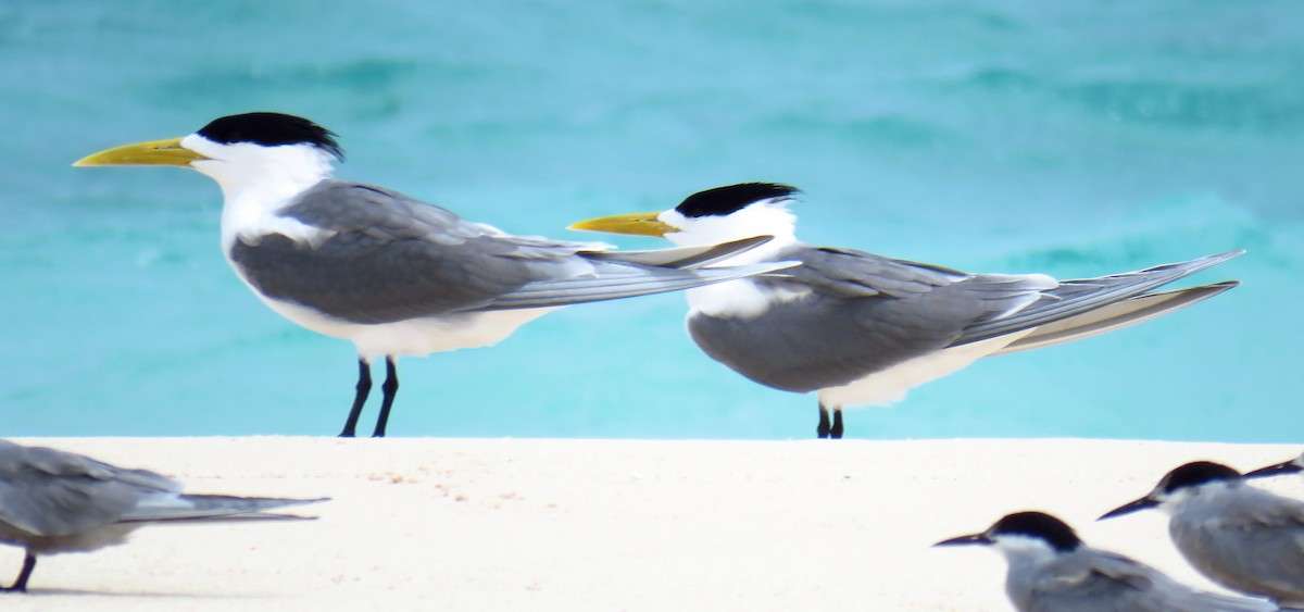 Great Crested Tern - ML56693951