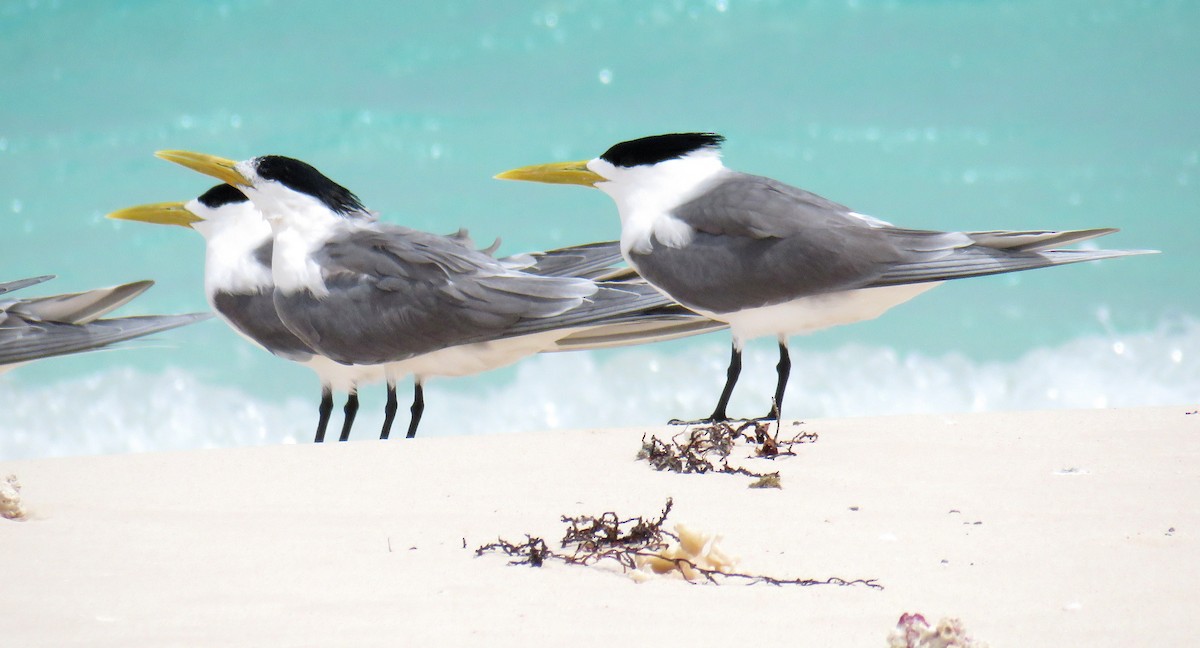 Great Crested Tern - ML56693971