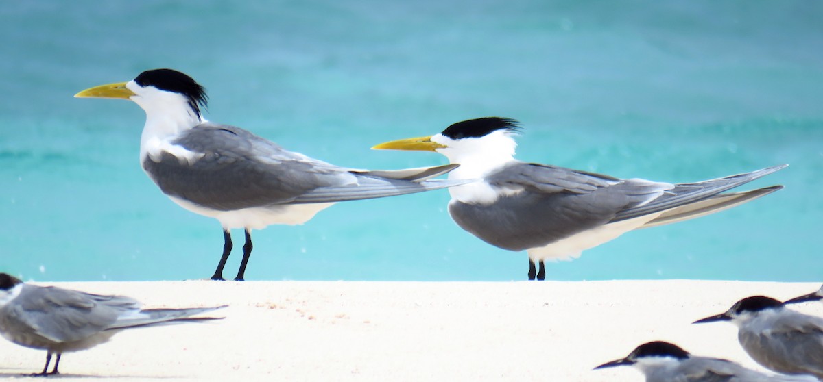 Great Crested Tern - ML56693981