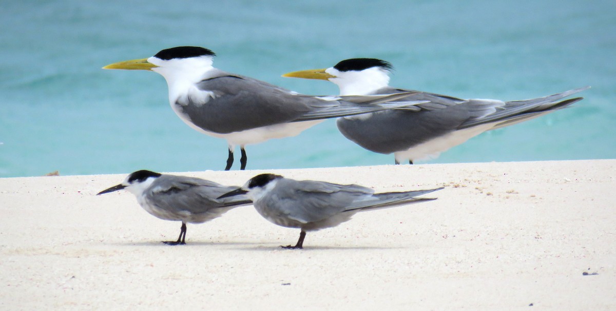 Great Crested Tern - ML56693991
