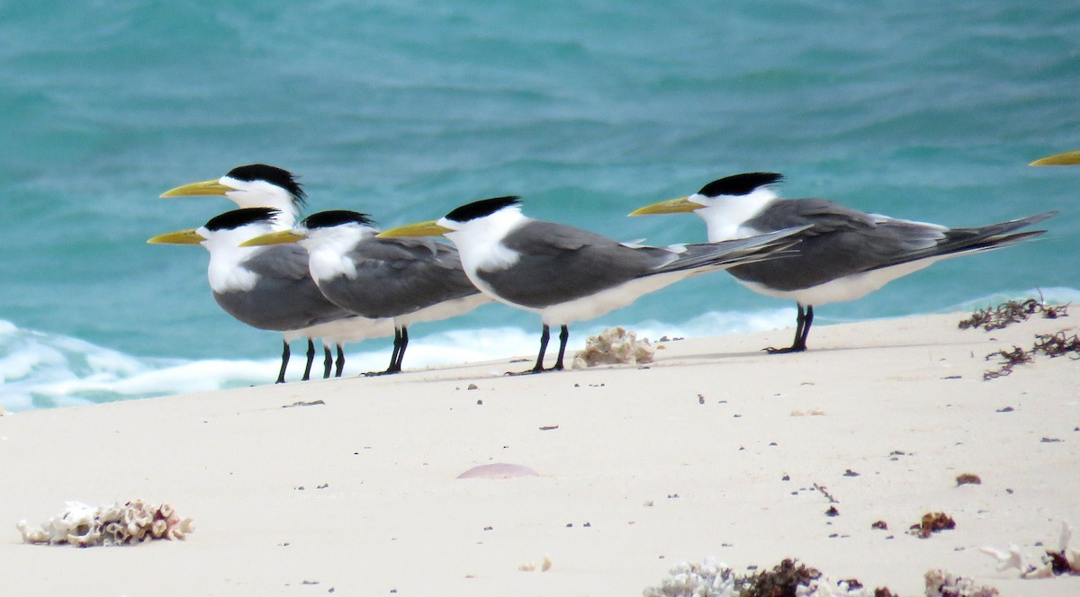 Great Crested Tern - ML56694011